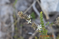 Wahlenbergia axillaris