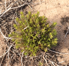 Crassula subulata fastigiata