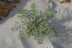 Dasispermum suffruticosum