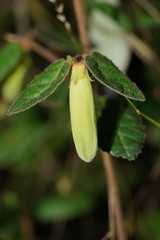 Correa reflexa lobata