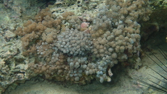 Asterospicularia randalli