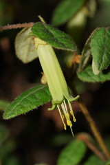 Correa reflexa lobata