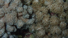 Asterospicularia randalli