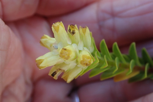 Penaea cneorum (Penaea cneorum)