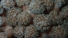 Asterospicularia randalli