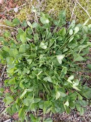 Trifolium hybridum