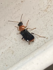 Ebaeus