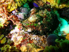Haliotis spadicea