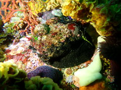 Haliotis spadicea