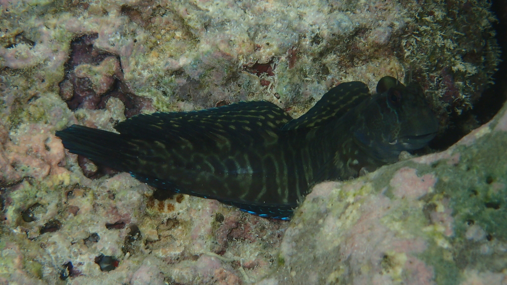 Red Rockskipper Rippled Rockskipper from Piti, Guam on May 4, 2022 at 05:22 PM by ...