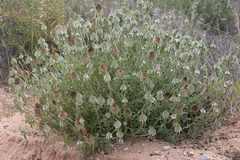 Acrotome angustifolia