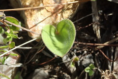 Eriospermum dielsianum