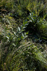 Vangueria venosa