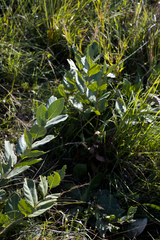 Vangueria venosa