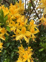 Rhododendron luteum