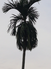 Areca