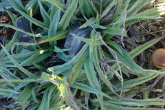 Hypoxis villosa