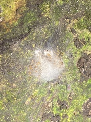 Loxosceles yucatana