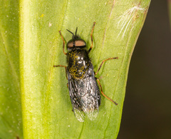 Odontomyia tigrina