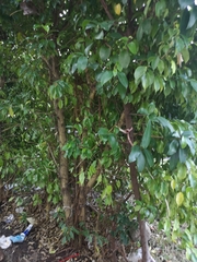Ficus benjamina benjamina
