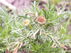 Matricaria discoidea