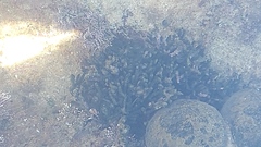 Culcita novaeguineae