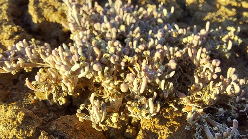 Kewa arenicola (Kewa arenicola)