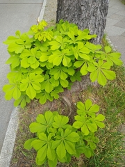 Aesculus hippocastanum