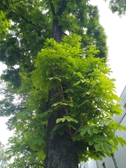 Aesculus hippocastanum