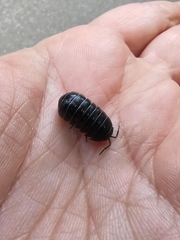 Armadillidium vulgare