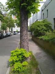 Aesculus hippocastanum