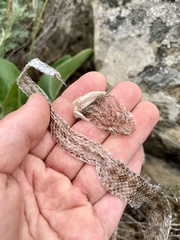 Hemorrhois ravergieri