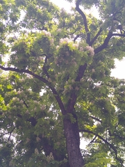 Aesculus hippocastanum