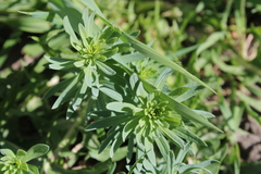 Linaria vulgaris