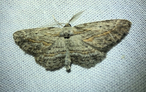 iNaturalist observation photo of Pterotaea lamiaria