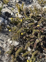 Senecio lycopodioides