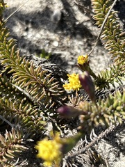Senecio lycopodioides