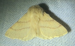 Malacosoma constricta