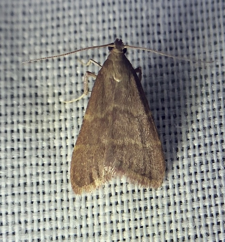 iNaturalist observation photo of Arta epicoenalis