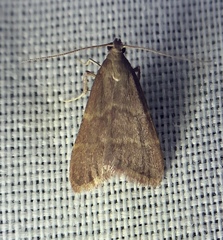 Arta epicoenalis