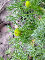 Matricaria discoidea