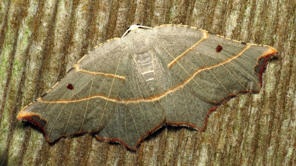 Pale Metanema Moth