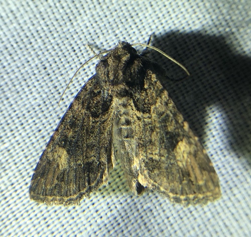 iNaturalist observation photo of Aseptis