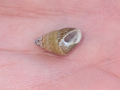 Phasianotrochus irisodontes