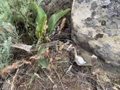 Hemorrhois ravergieri