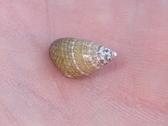 Phasianotrochus irisodontes