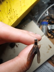 Carebara melasolena