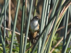 Bradypterus baboecala