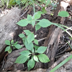 Impatiens hochstetteri