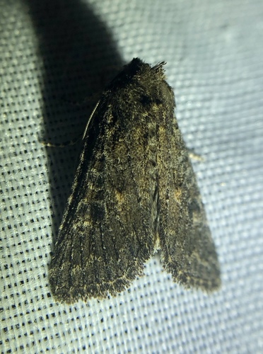 iNaturalist observation photo of Cutworm Moths and Allies